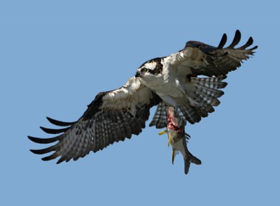 Osprey with Snook