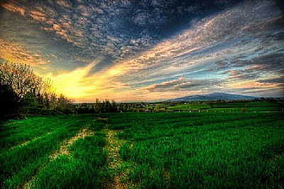 Field at Dusk