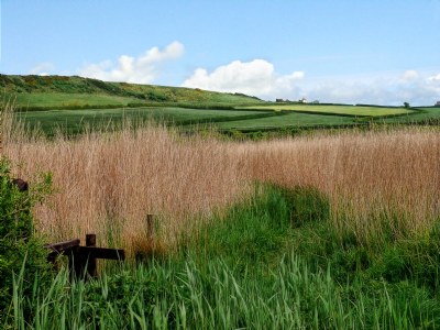 Abbotsbury Fields