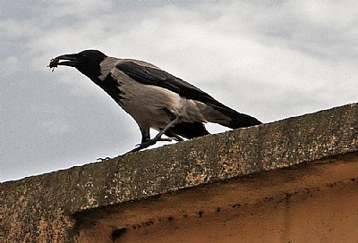 crow at St. Vito