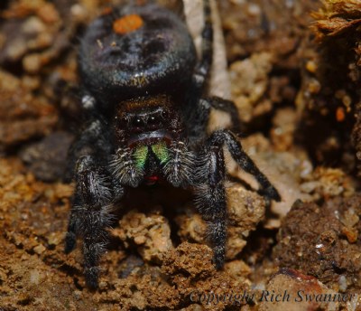 "Blackie The Jumping Spider"