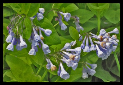 BLUEBELLS