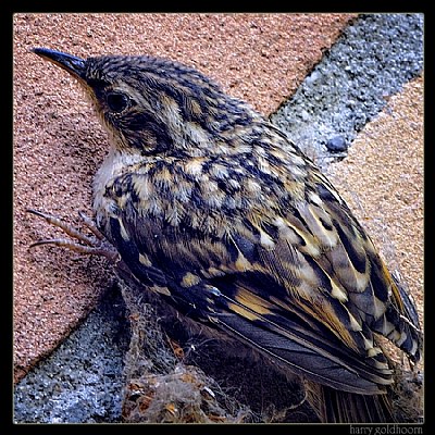 Short-toed_Treecreeper