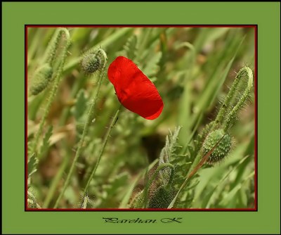 A poppy bud opening..