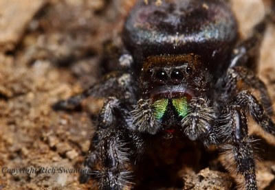 " Blackie The Jumping Spider"
