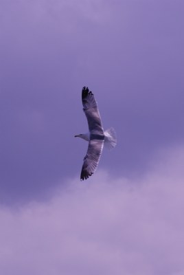 seagull_03