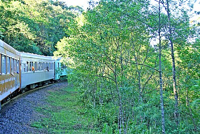 Train & Forest