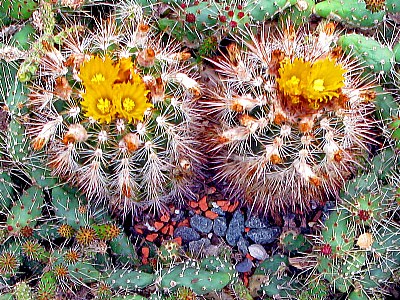 Flowering Cactus