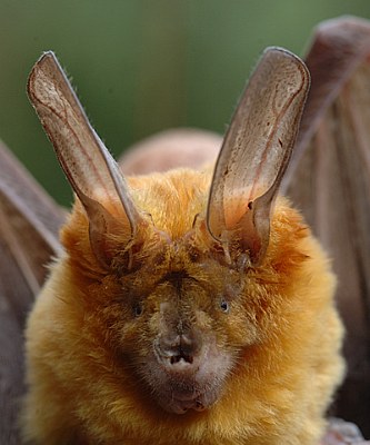 Bat in the way