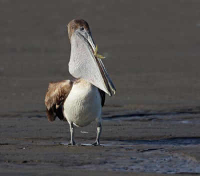 Brown Pelican