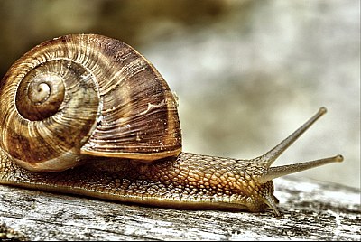 Snail