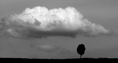 The tree under the cloud