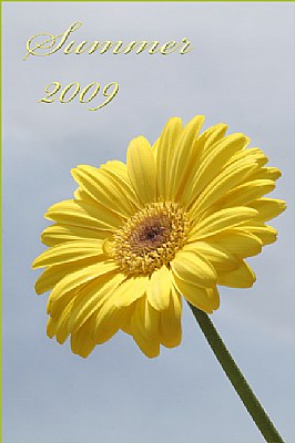 yellow gerbera