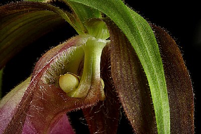 lady slipper