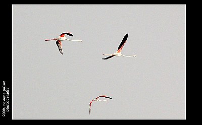 flight of the flamingo II