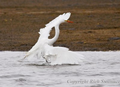 Great Egret