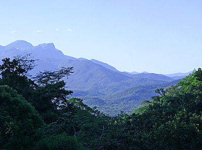 Forest & Mountains