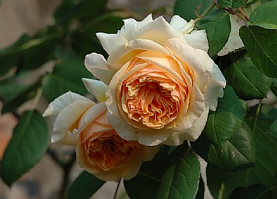 Two Roses