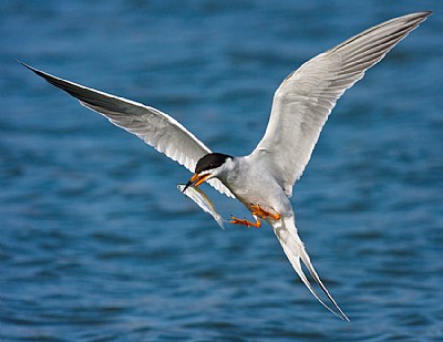 Forsters Tern Fish Meal