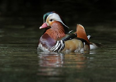 Mandarin Duck