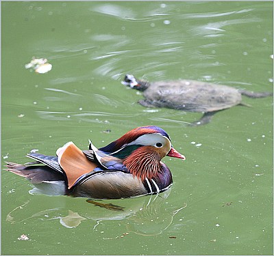 Pond in Monza park (1)