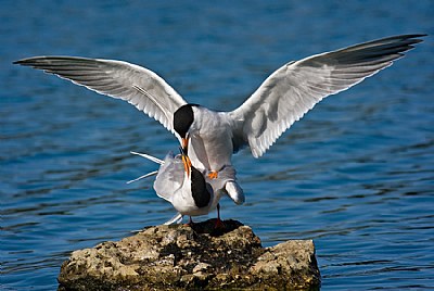 Forsters Terns Mating