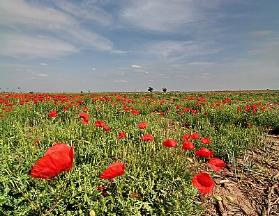 Field poppy in the country