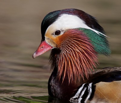 Mandarin Duck Close-up