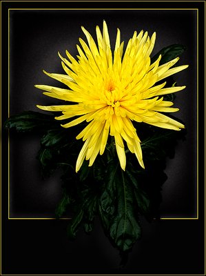 Chrysanthemum.(yellow)