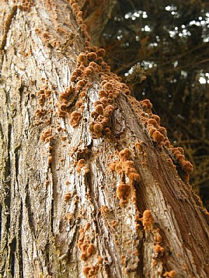 arbol nerudón