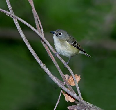 Cassin's Vireo