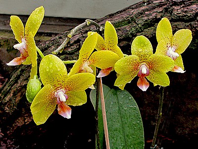 Heart Shaped Orchid