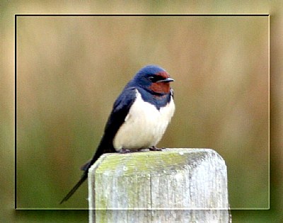 common swallow