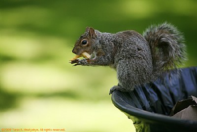 French Fry Eating Squirrel