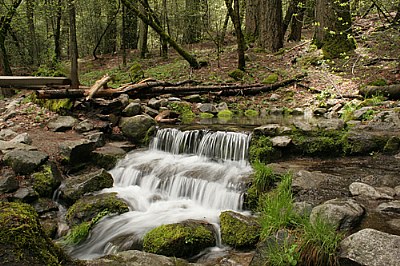 Fern Springs -Yosemite