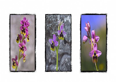  Orchids of the Torcal Mountains