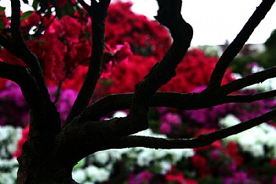 silhouette