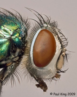 Green Bottle Fly