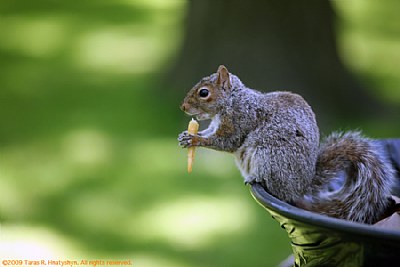 Squirrel Eating French Fry