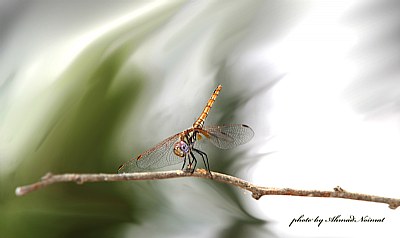 dragonfly