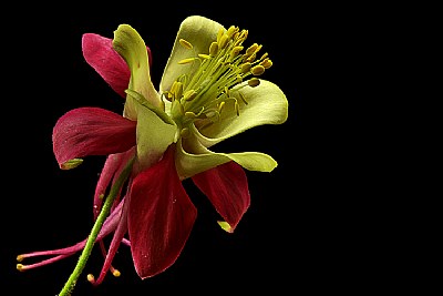 columbine