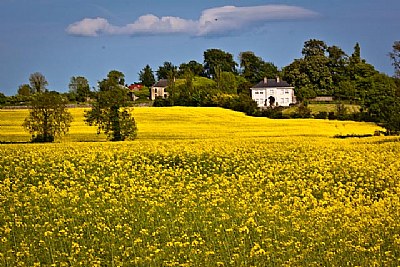 Millet Farm