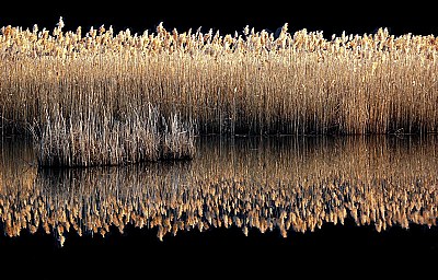 Marsh Grasses