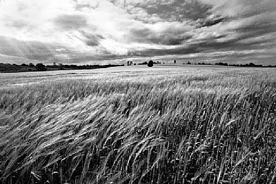 Wind in the Barley