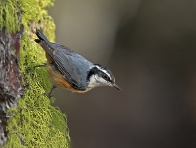 Red-Breasted Nuthatch.