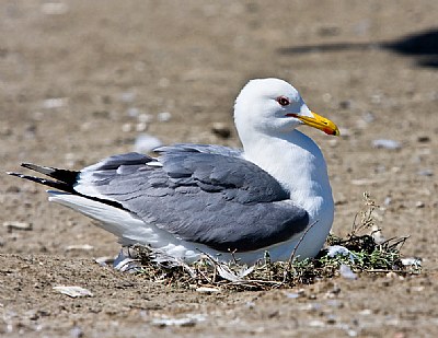 California Gull Nesting