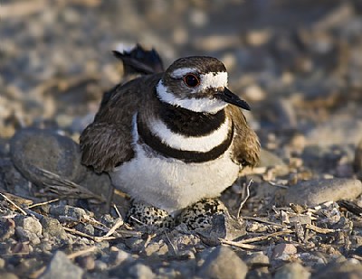 Killdeer Nesting
