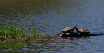 Turtle Love