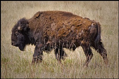 American Bison 
