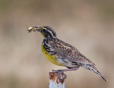 Meadowlark baby food